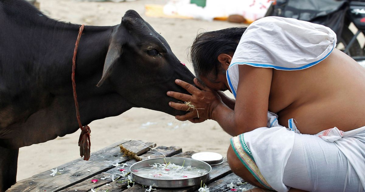 Gau Seva